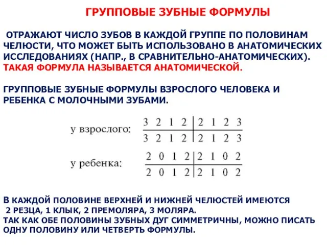 ГРУППОВЫЕ ЗУБНЫЕ ФОРМУЛЫ ОТРАЖАЮТ ЧИСЛО ЗУБОВ В КАЖДОЙ ГРУППЕ ПО ПОЛОВИНАМ