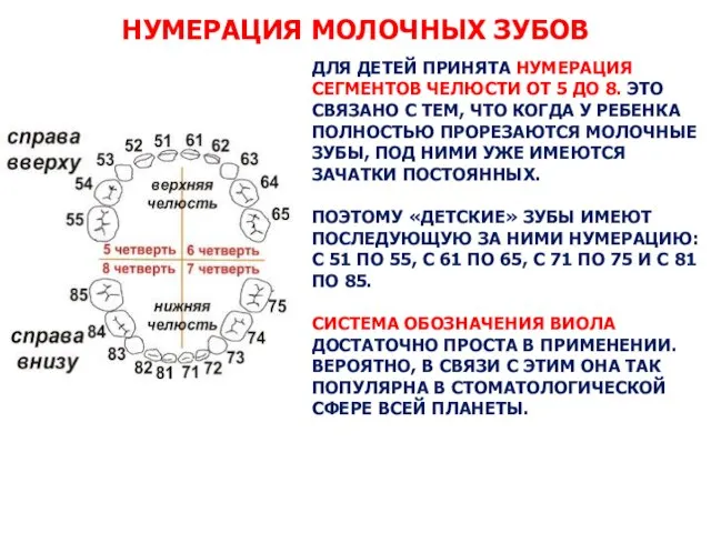 НУМЕРАЦИЯ МОЛОЧНЫХ ЗУБОВ ДЛЯ ДЕТЕЙ ПРИНЯТА НУМЕРАЦИЯ СЕГМЕНТОВ ЧЕЛЮСТИ ОТ 5