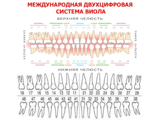 МЕЖДУНАРОДНАЯ ДВУХЦИФРОВАЯ СИСТЕМА ВИОЛА