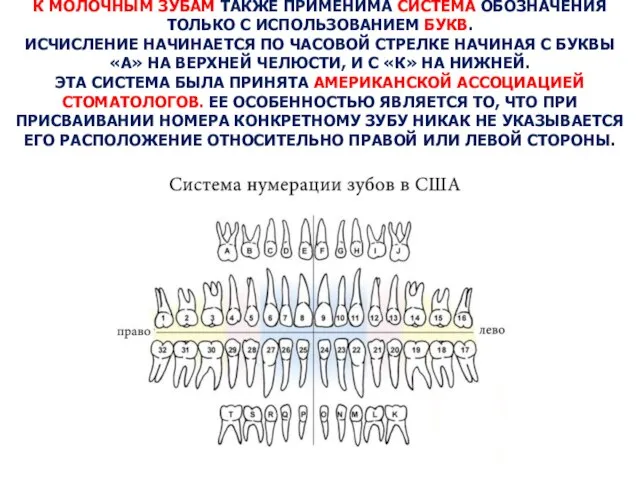 К МОЛОЧНЫМ ЗУБАМ ТАКЖЕ ПРИМЕНИМА СИСТЕМА ОБОЗНАЧЕНИЯ ТОЛЬКО С ИСПОЛЬЗОВАНИЕМ БУКВ.