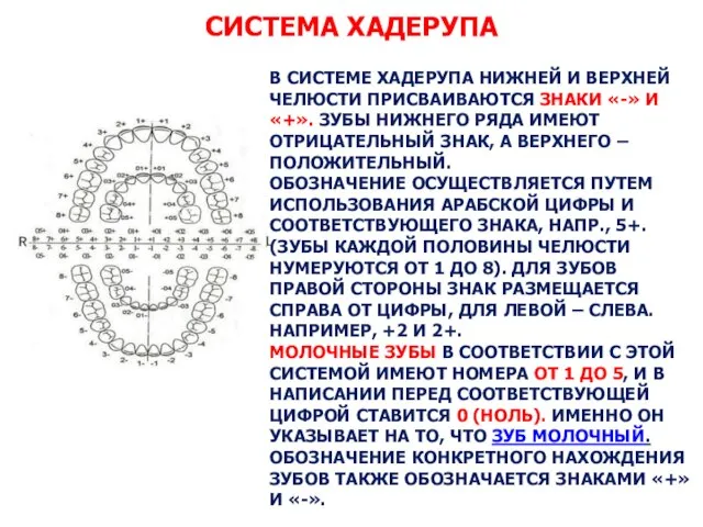 СИСТЕМА ХАДЕРУПА В СИСТЕМЕ ХАДЕРУПА НИЖНЕЙ И ВЕРХНЕЙ ЧЕЛЮСТИ ПРИСВАИВАЮТСЯ ЗНАКИ