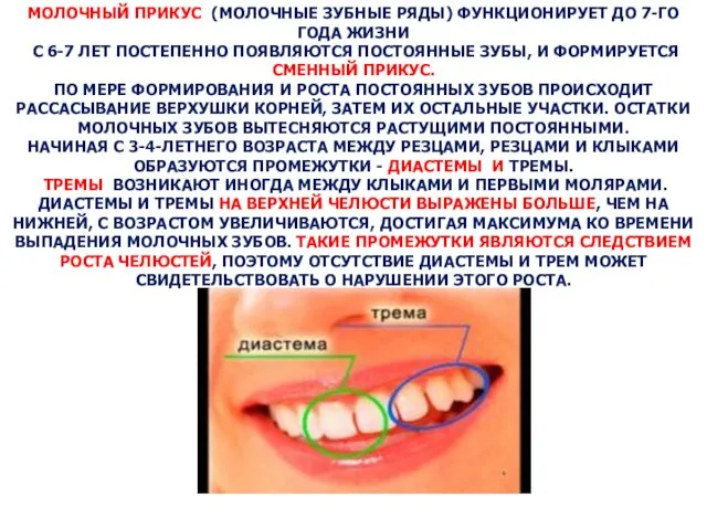 МОЛОЧНЫЙ ПРИКУС (МОЛОЧНЫЕ ЗУБНЫЕ РЯДЫ) ФУНКЦИОНИРУЕТ ДО 7-ГО ГОДА ЖИЗНИ С