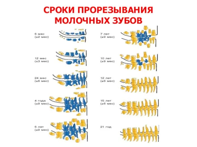 СРОКИ ПРОРЕЗЫВАНИЯ МОЛОЧНЫХ ЗУБОВ