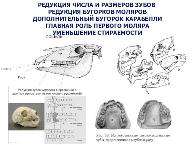 РЕДУКЦИЯ ЧИСЛА И РАЗМЕРОВ ЗУБОВ РЕДУКЦИЯ БУГОРКОВ МОЛЯРОВ ДОПОЛНИТЕЛЬНЫЙ БУГОРОК КАРАБЕЛЛИ