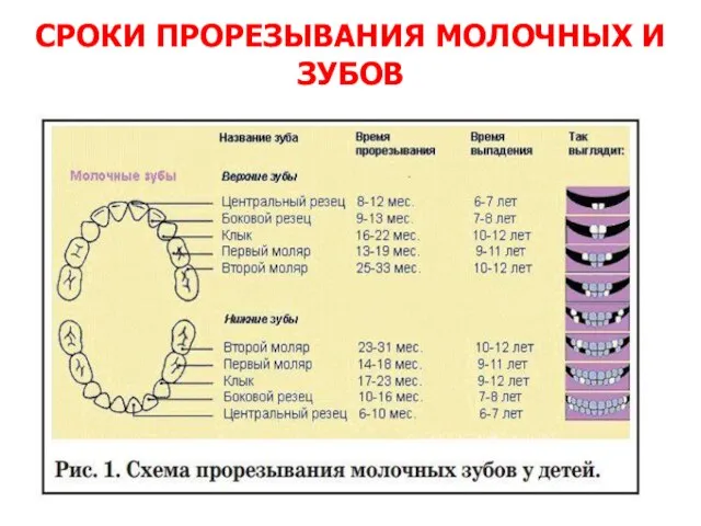 СРОКИ ПРОРЕЗЫВАНИЯ МОЛОЧНЫХ И ЗУБОВ