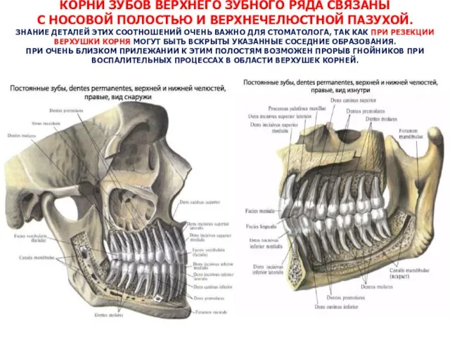 КОРНИ ЗУБОВ ВЕРХНЕГО ЗУБНОГО РЯДА СВЯЗАНЫ С НОСОВОЙ ПОЛОСТЬЮ И ВЕРХНЕЧЕЛЮСТНОЙ