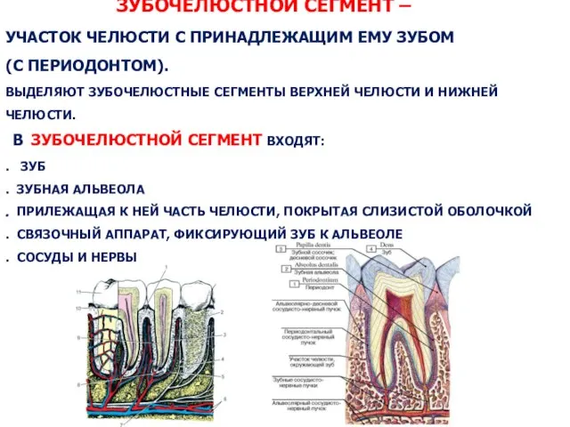 ЗУБОЧЕЛЮСТНОЙ СЕГМЕНТ – УЧАСТОК ЧЕЛЮСТИ С ПРИНАДЛЕЖАЩИМ ЕМУ ЗУБОМ (С ПЕРИОДОНТОМ).