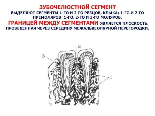 ЗУБОЧЕЛЮСТНОЙ СЕГМЕНТ ВЫДЕЛЯЮТ СЕГМЕНТЫ 1-ГО И 2-ГО РЕЗЦОВ, КЛЫКА; 1-ГО И