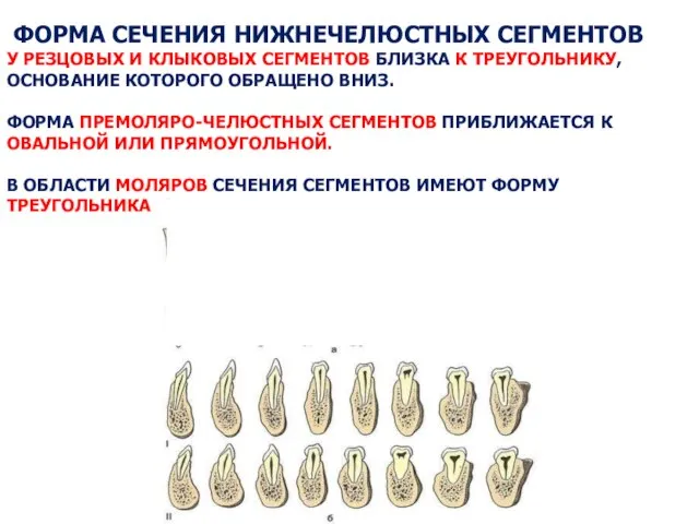 ФОРМА СЕЧЕНИЯ НИЖНЕЧЕЛЮСТНЫХ СЕГМЕНТОВ У РЕЗЦОВЫХ И КЛЫКОВЫХ СЕГМЕНТОВ БЛИЗКА К