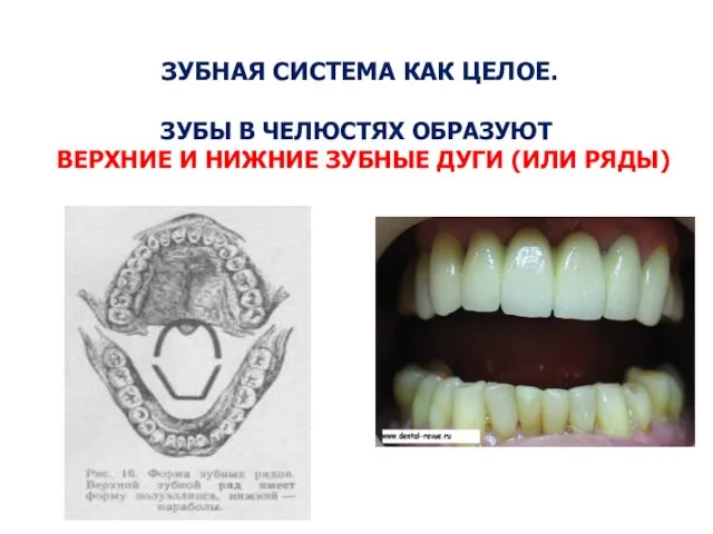 ЗУБНАЯ СИСТЕМА КАК ЦЕЛОЕ. ЗУБЫ В ЧЕЛЮСТЯХ ОБРАЗУЮТ ВЕРХНИЕ И НИЖНИЕ ЗУБНЫЕ ДУГИ (ИЛИ РЯДЫ)