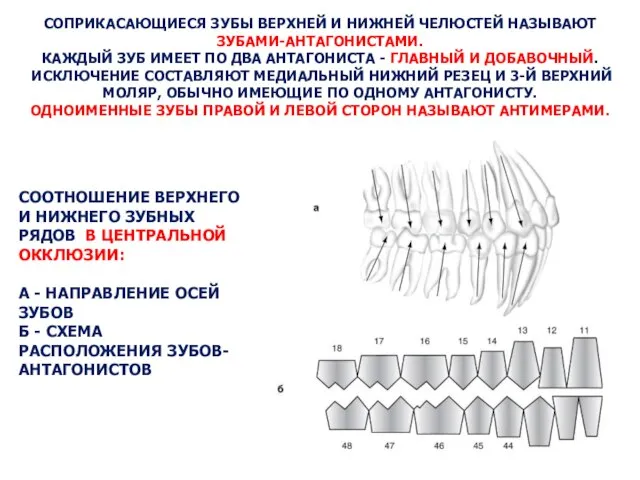 СОПРИКАСАЮЩИЕСЯ ЗУБЫ ВЕРХНЕЙ И НИЖНЕЙ ЧЕЛЮСТЕЙ НАЗЫВАЮТ ЗУБАМИ-АНТАГОНИСТАМИ. КАЖДЫЙ ЗУБ ИМЕЕТ