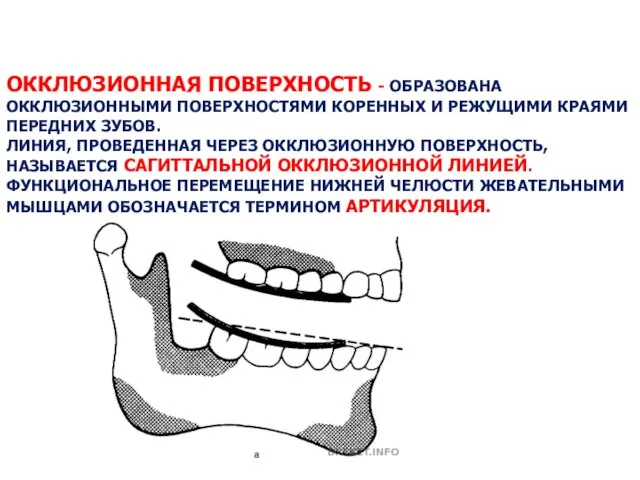 ОККЛЮЗИОННАЯ ПОВЕРХНОСТЬ - ОБРАЗОВАНА ОККЛЮЗИОННЫМИ ПОВЕРХНОСТЯМИ КОРЕННЫХ И РЕЖУЩИМИ КРАЯМИ ПЕРЕДНИХ