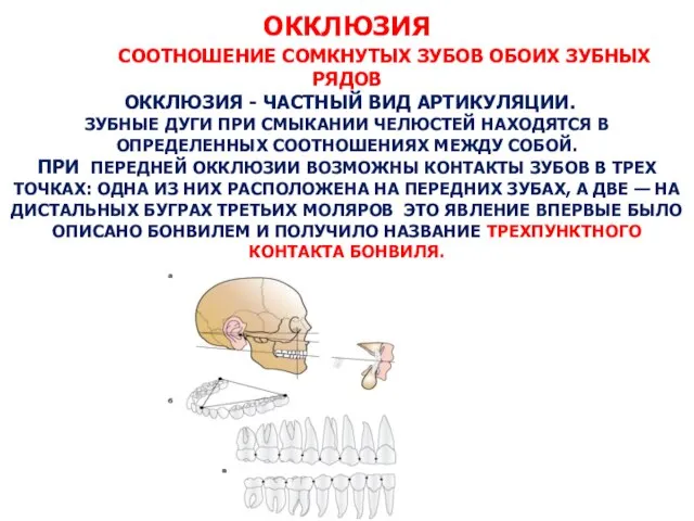 ОККЛЮЗИЯ СООТНОШЕНИЕ СОМКНУТЫХ ЗУБОВ ОБОИХ ЗУБНЫХ РЯДОВ ОККЛЮЗИЯ - ЧАСТНЫЙ ВИД