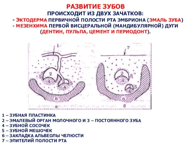 РАЗВИТИЕ ЗУБОВ ПРОИСХОДИТ ИЗ ДВУХ ЗАЧАТКОВ: - ЭКТОДЕРМА ПЕРВИЧНОЙ ПОЛОСТИ РТА