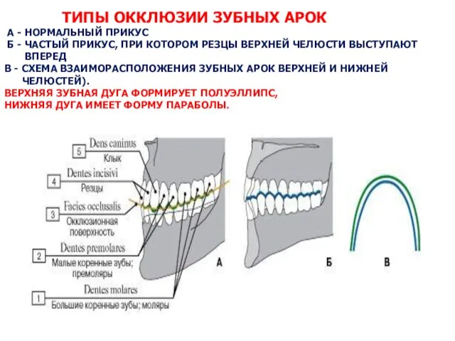 ТИПЫ ОККЛЮЗИИ ЗУБНЫХ АРОК А - НОРМАЛЬНЫЙ ПРИКУС Б - ЧАСТЫЙ