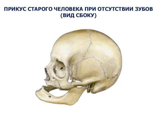 ПРИКУС СТАРОГО ЧЕЛОВЕКА ПРИ ОТСУТСТВИИ ЗУБОВ (ВИД СБОКУ)