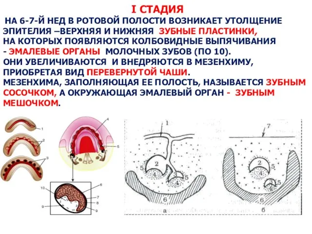 I СТАДИЯ НА 6-7-Й НЕД В РОТОВОЙ ПОЛОСТИ ВОЗНИКАЕТ УТОЛЩЕНИЕ ЭПИТЕЛИЯ