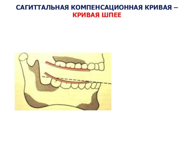 САГИТТАЛЬНАЯ КОМПЕНСАЦИОННАЯ КРИВАЯ – КРИВАЯ ШПЕЕ