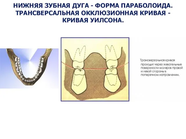 НИЖНЯЯ ЗУБНАЯ ДУГА - ФОРМА ПАРАБОЛОИДА. ТРАНСВЕРСАЛЬНАЯ ОККЛЮЗИОННАЯ КРИВАЯ - КРИВАЯ УИЛСОНА.