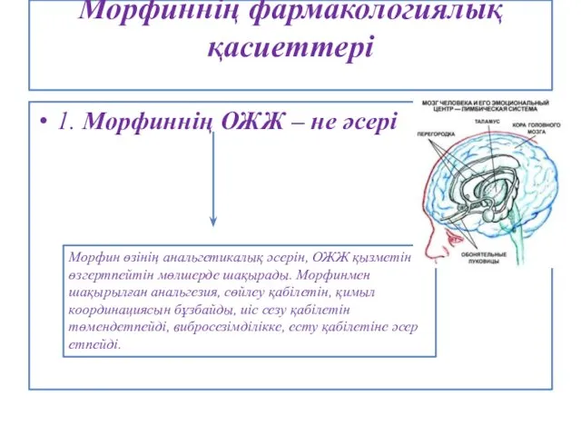 Морфиннің фармакологиялық қасиеттері 1. Морфиннің ОЖЖ – не әсері Морфин өзінің