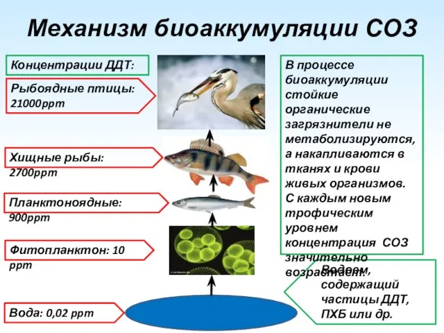 Механизм биоаккумуляции СОЗ Водоем, содержащий частицы ДДТ, ПХБ или др. Вода: