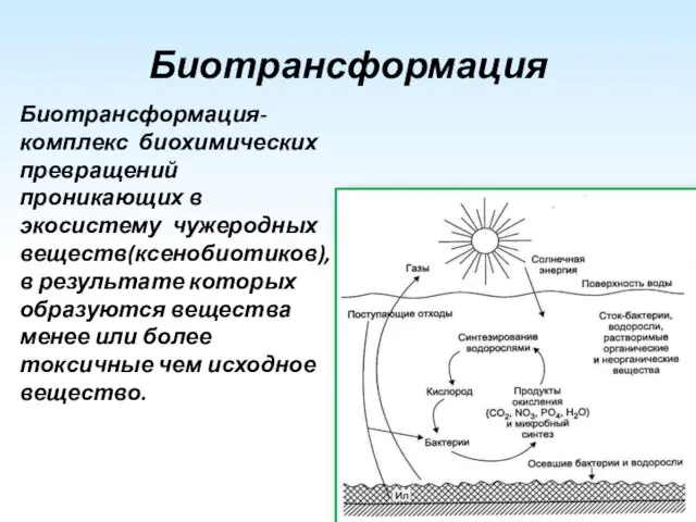Биотрансформация Биотрансформация- комплекс биохимических превращений проникающих в экосистему чужеродных веществ(ксенобиотиков), в