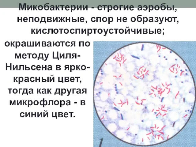 Микобактерии - строгие аэробы, неподвижные, спор не образуют, кислотоспиртоустойчивые; окрашиваются по