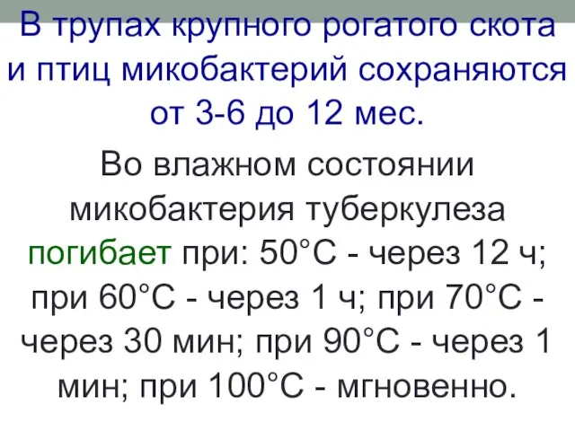 В трупах крупного рогатого скота и птиц микобактерий сохраняются от 3-6