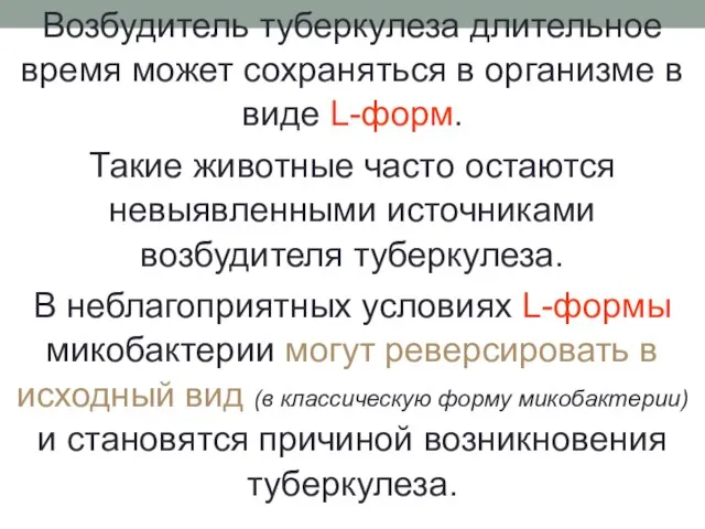 Возбудитель туберкулеза длительное время может сохраняться в организме в виде L-форм.