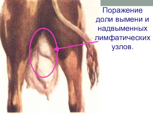 Поражение доли вымени и надвыменных лимфатических узлов.