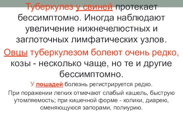 Туберкулез у свиней протекает бессимптомно. Иногда наблюдают увеличение нижнечелюстных и заглоточных