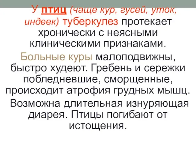 У птиц (чаще кур, гусей, уток, индеек) туберкулез протекает хронически с