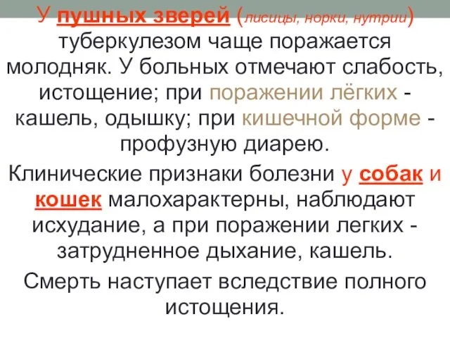 У пушных зверей (лисицы, норки, нутрии) туберкулезом чаще поражается молодняк. У