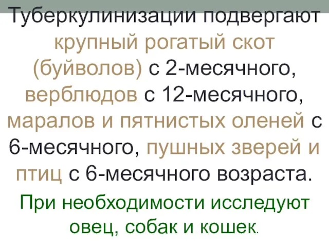 Туберкулинизации подвергают крупный рогатый скот (буйволов) с 2-месячного, верблюдов с 12-месячного,