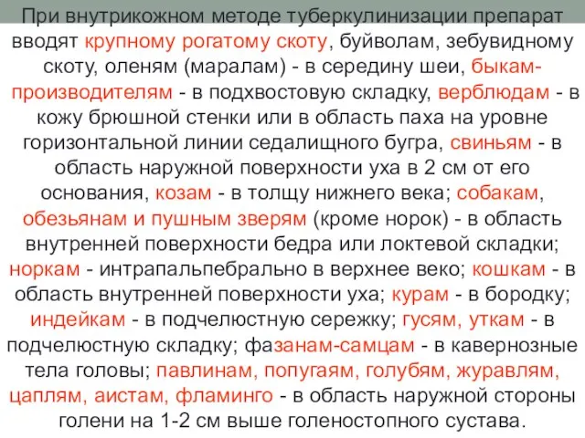 При внутрикожном методе туберкулинизации препарат вводят крупному рогатому скоту, буйволам, зебувидному