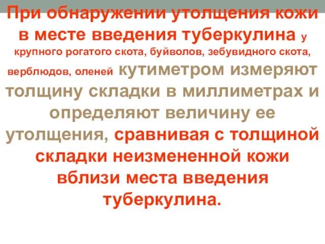 При обнаружении утолщения кожи в месте введения туберкулина у крупного рогатого