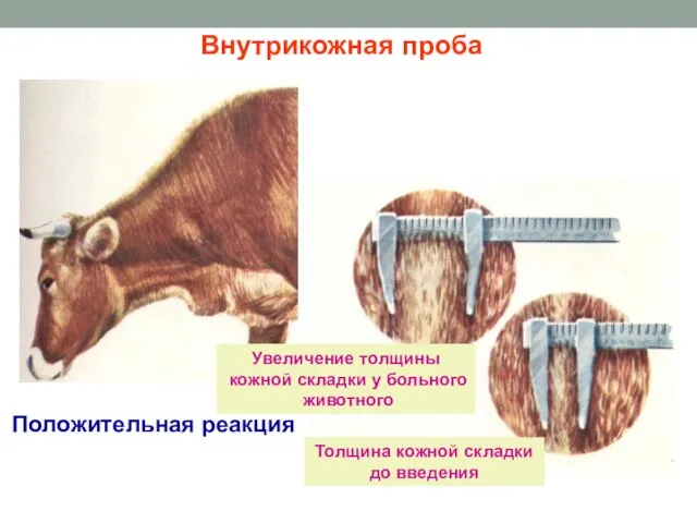 Положительная реакция Внутрикожная проба Толщина кожной складки до введения Увеличение толщины кожной складки у больного животного