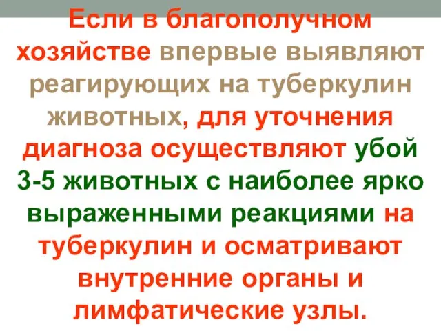 Если в благополучном хозяйстве впервые выявляют реагирующих на туберкулин животных, для