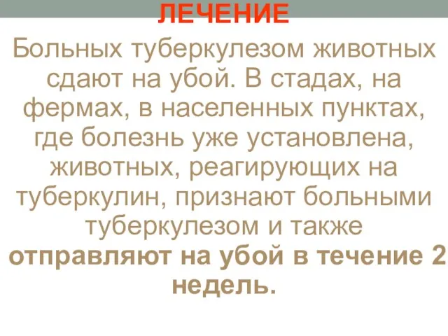 ЛЕЧЕНИЕ Больных туберкулезом животных сдают на убой. В стадах, на фермах,