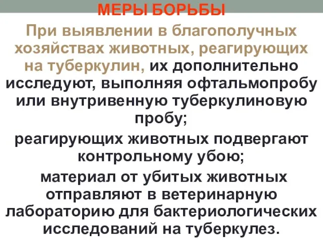 МЕРЫ БОРЬБЫ При выявлении в благополучных хозяйствах животных, реагирующих на туберкулин,