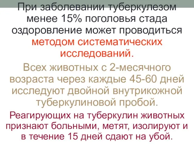 При заболевании туберкулезом менее 15% поголовья стада оздоровление может проводиться методом