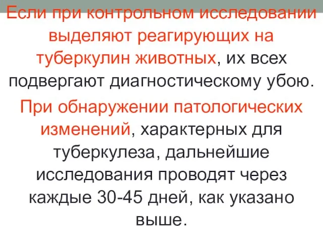 Если при контрольном исследовании выделяют реагирующих на туберкулин животных, их всех