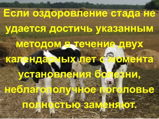 Если оздоровление стада не удается достичь указанным методом в течение двух