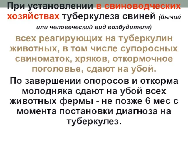 При установлении в свиноводческих хозяйствах туберкулеза свиней (бычий или человеческий вид