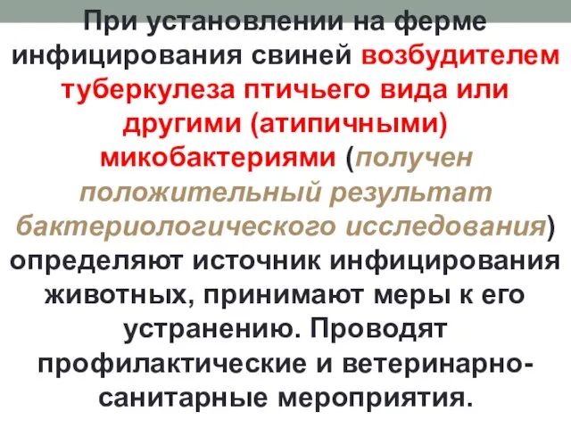 При установлении на ферме инфицирования свиней возбудителем туберкулеза птичьего вида или