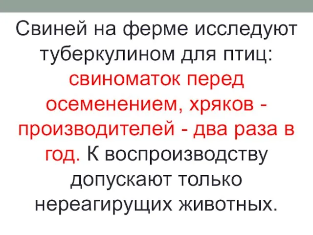 Свиней на ферме исследуют туберкулином для птиц: свиноматок перед осеменением, хряков