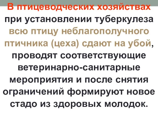 В птицеводческих хозяйствах при установлении туберкулеза всю птицу неблагополучного птичника (цеха)