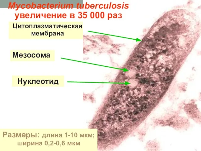 Нуклеотид Мезосома Цитоплазматическая мембрана Mycobacterium tuberculosis увеличение в 35 000 раз