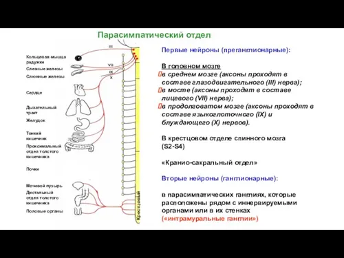 Первые нейроны (преганглионарные): В головном мозге в среднем мозге (аксоны проходят