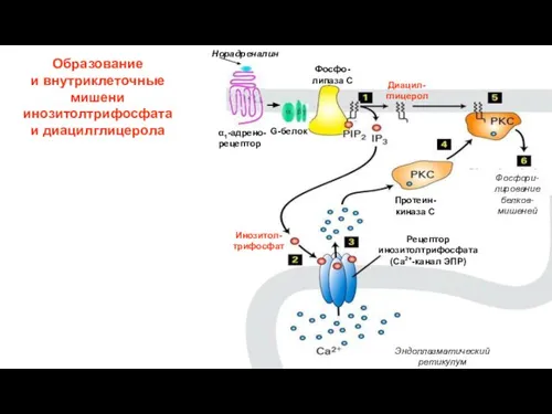 α1-адрено-рецептор G-белок Фосфо-липаза С Инозитол-трифосфат Диацил-глицерол Протеин-киназа С Фосфори-лирование белков-мишеней Эндоплазматический